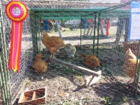 /album/fotogalerie-nase-vystavy-zo-csch-bakov/a20150830-095159-jpg/